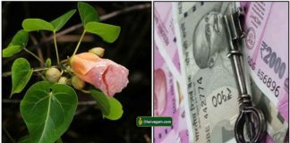 poovarasan-leaf-cash