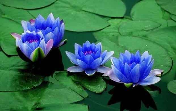 blue-lotus-thamarai
