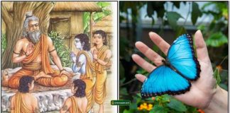 guru-shishya-butterfly