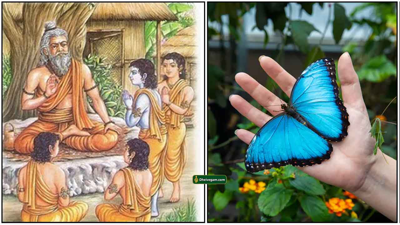 guru-shishya-butterfly