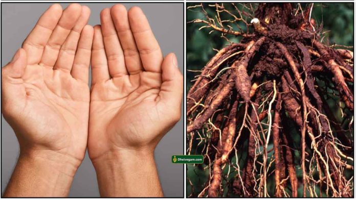 hand-root
