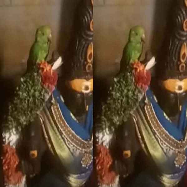 meenatchi-parrot1