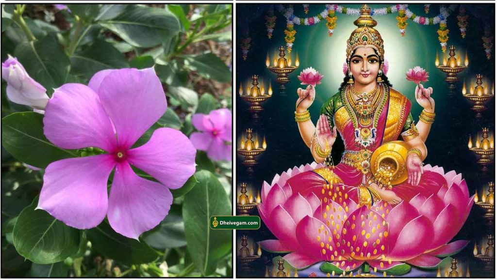 நித்திய கல்யாணி செடி பயன்கள் Nithyakalyani flower for pooja