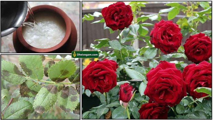 rose-leaf-sadham