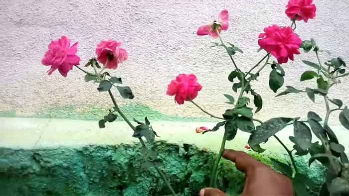 உங்கள் வீட்டில் ரோஜா செடி கொத்துக் கொத்தாய் பூத்துக் தள்ளுவதற்கு Rose-plant