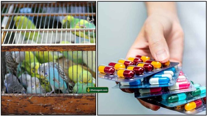 birds-medicine