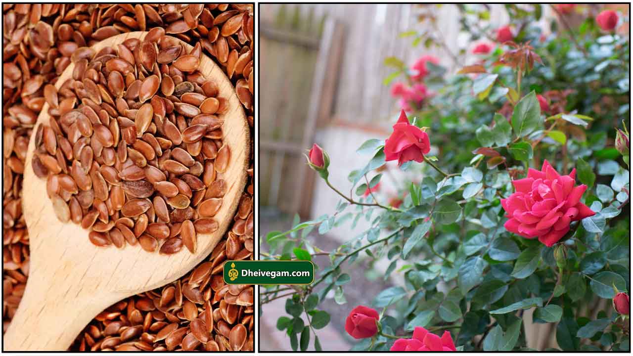 flax-seeds-rose-plant