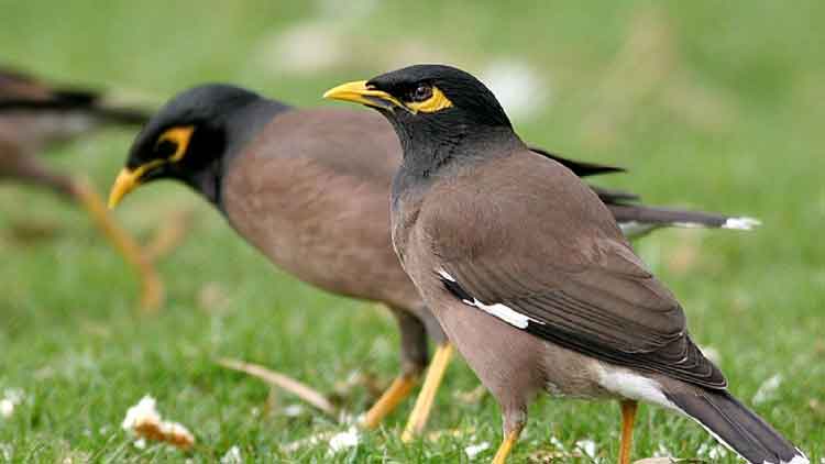 myna