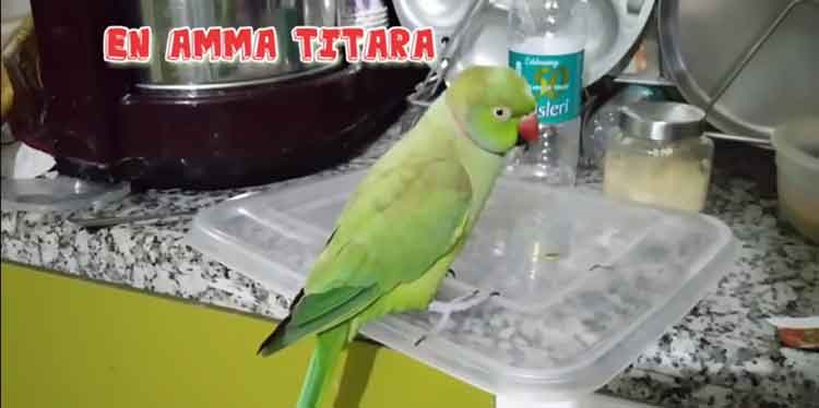 pattu-parrot1