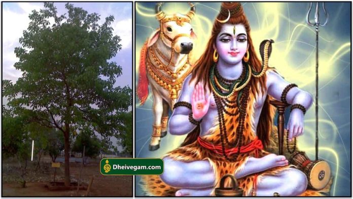 shivan