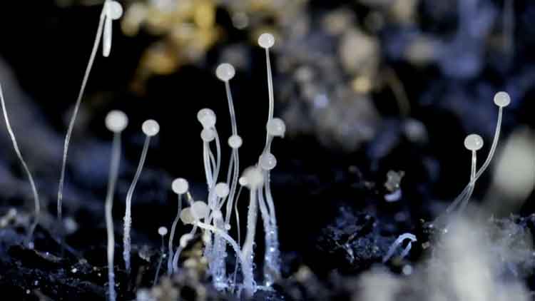 black-fungus