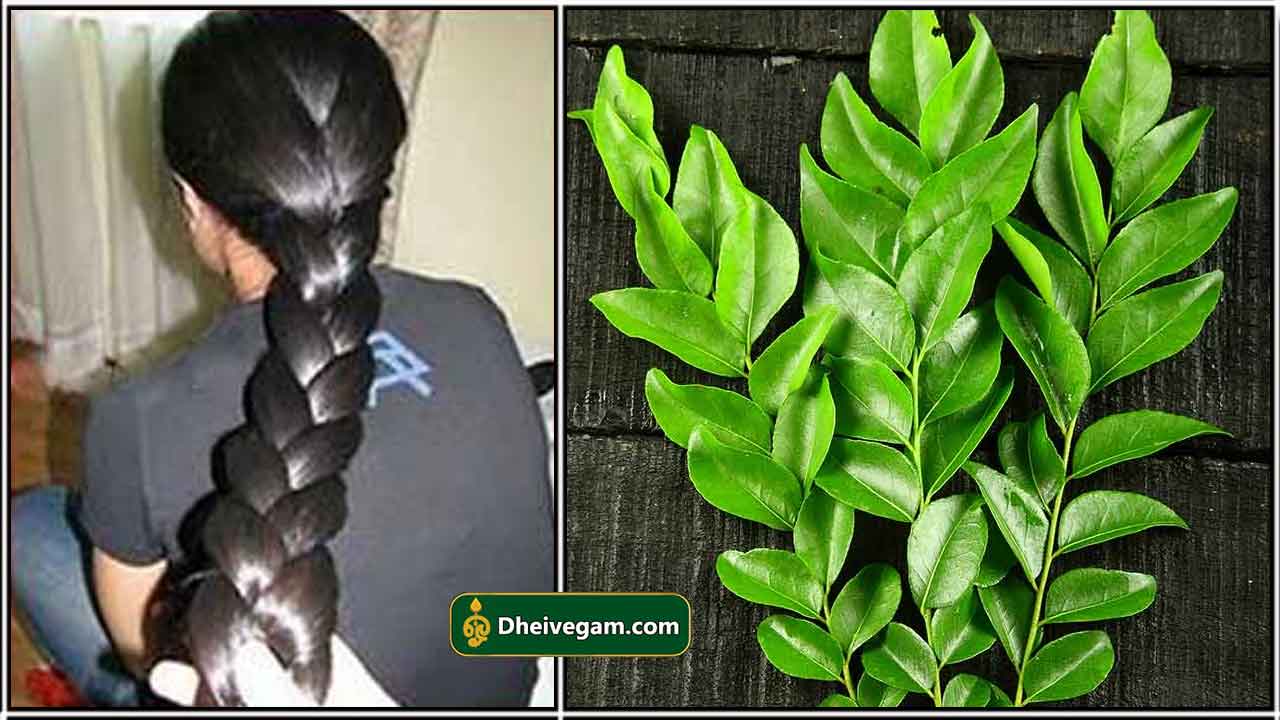 முடி வளர உதவும் உணவுகள்..! Hair Growth Foods List in Tamil..!