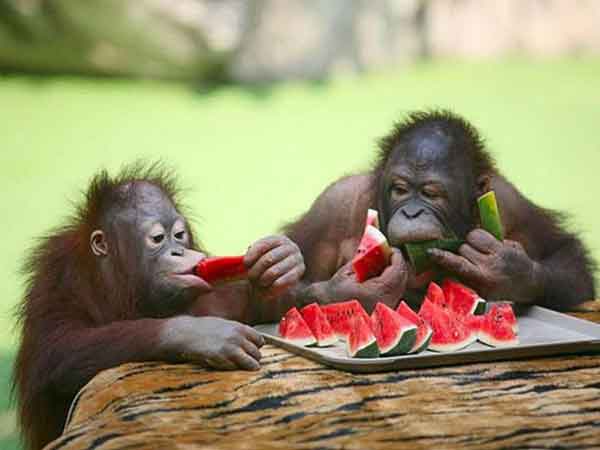 animals