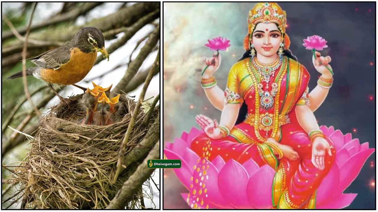 birds-nest-lakshmi
