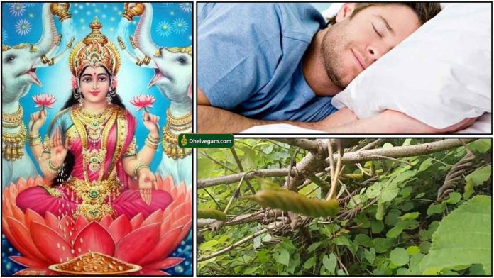 lakshmi-sleep-plant