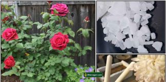 rose-plant-karpooram-chalk