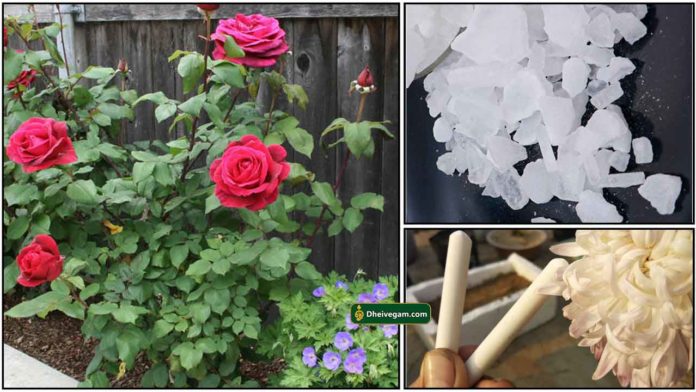 rose-plant-karpooram-chalk