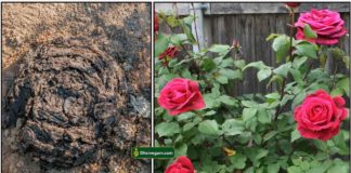 cow-dung-rose-plant