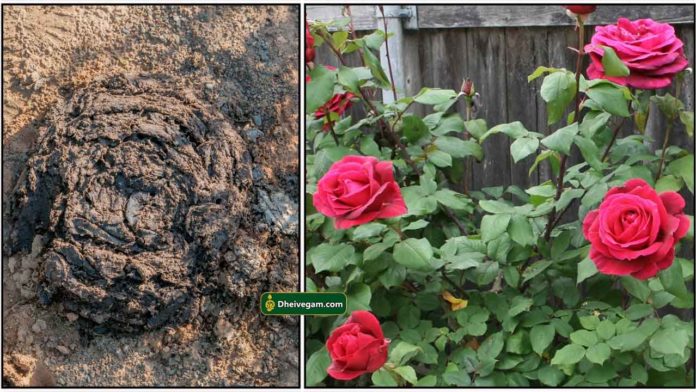 cow-dung-rose-plant