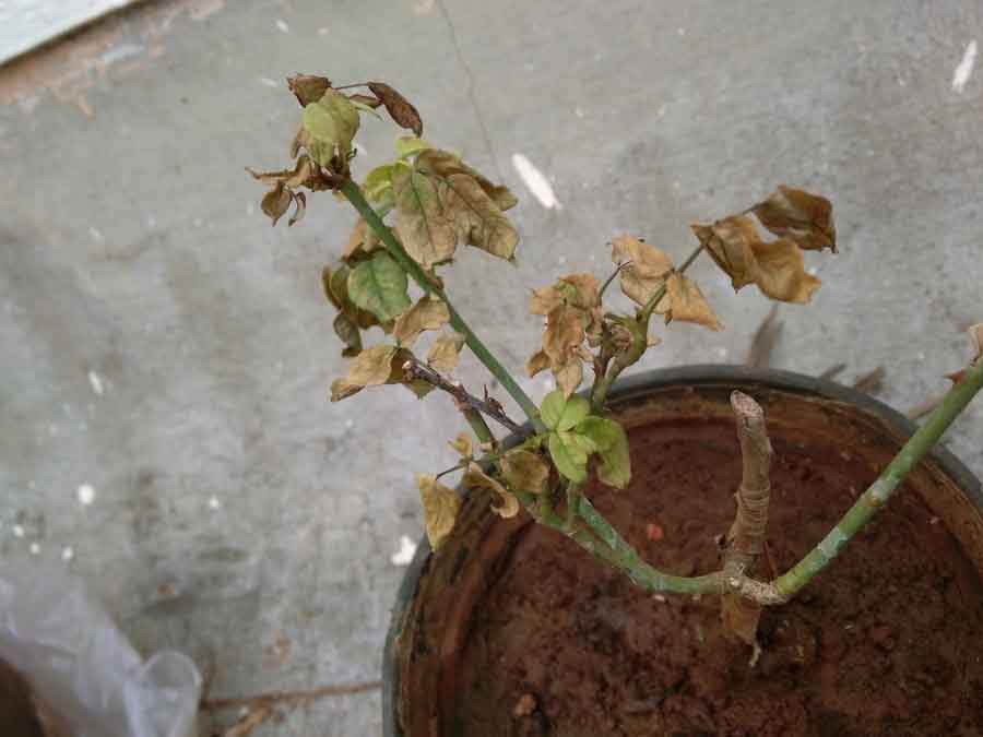 dry-rose-plant