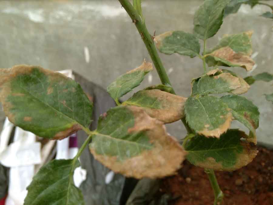 dry-rose-plant1