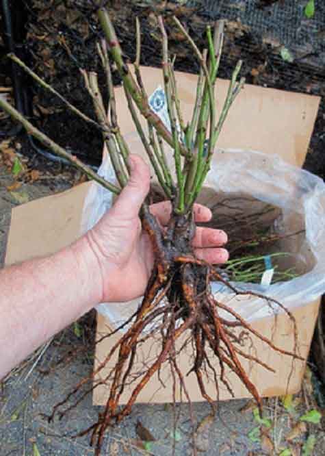 plant-root