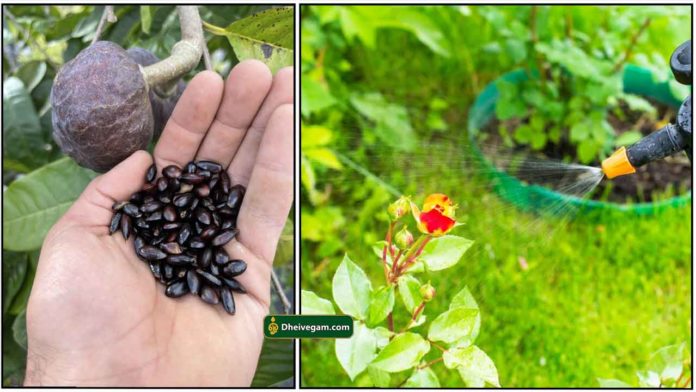 curstard-seeds-plant