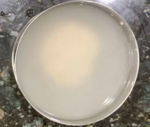 halwa5