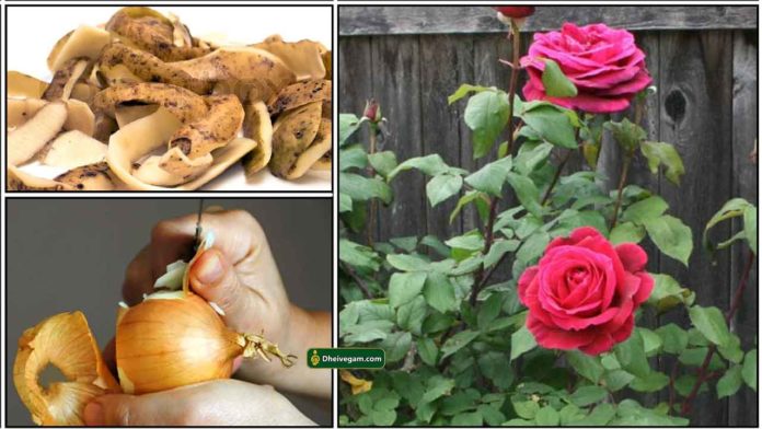 rose-plant-onion-potato-peel