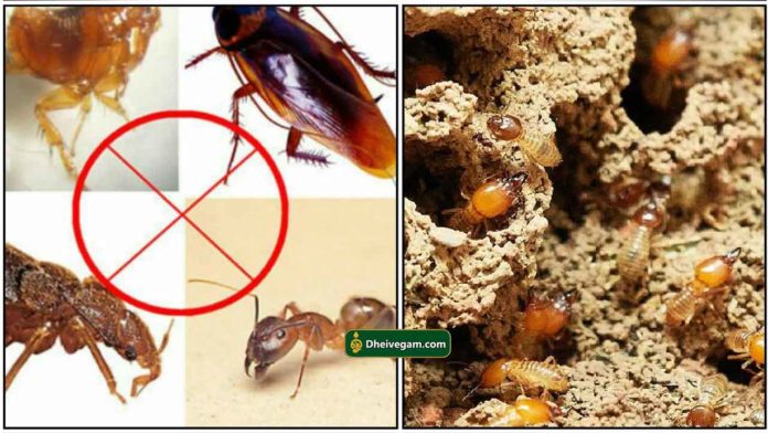 Karikanni Insect உங்க வீட்டில் மழைக்கு கரையான் புற்று படை எடுக்கிறதா? 15 ரூபாய்க்கு இந்த ...