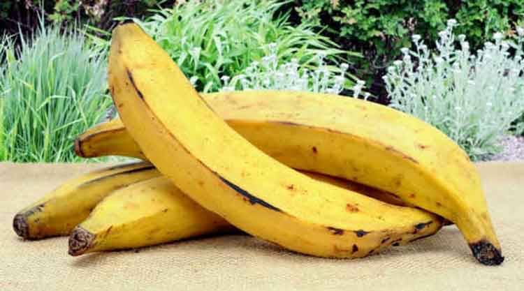 nenthiram-banana