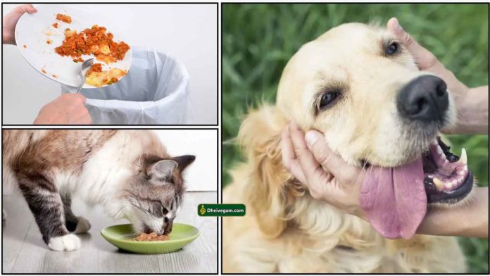 pet-animals-food