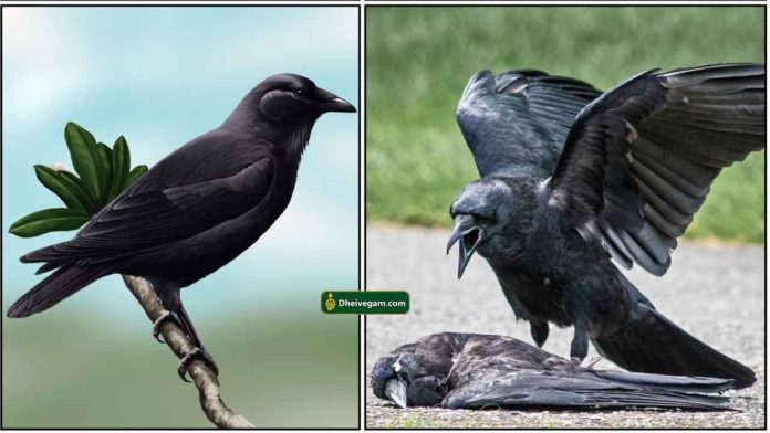 crow0
