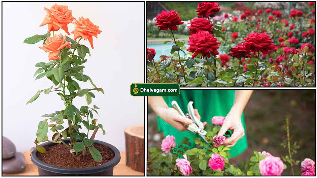 rose-plant-cut