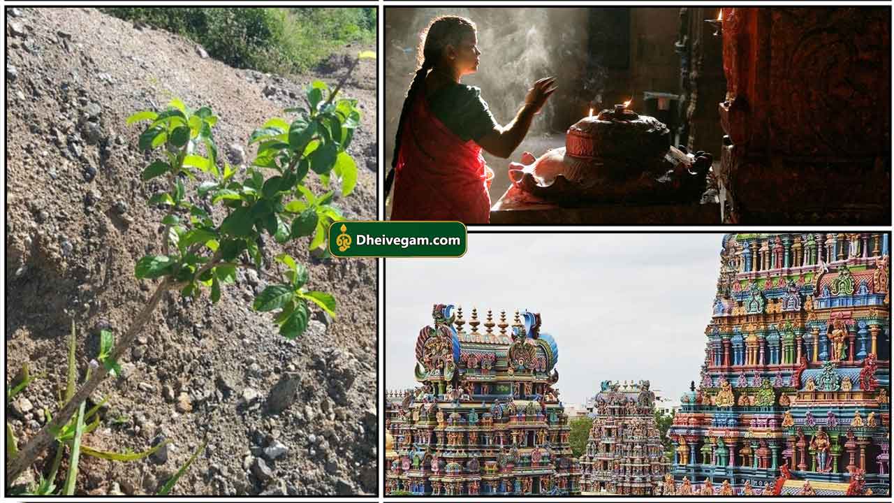plant-temple-pray