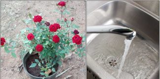 rose