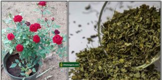 rose-plant-methi-powder