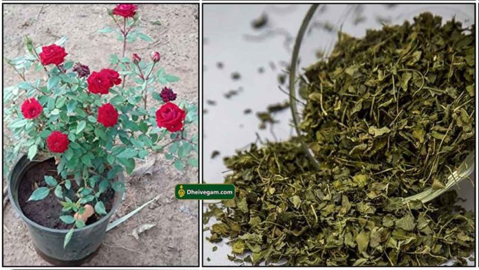 rose-plant-methi-powder