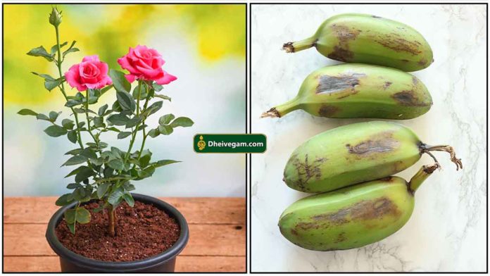 rose-plant-raw-banana