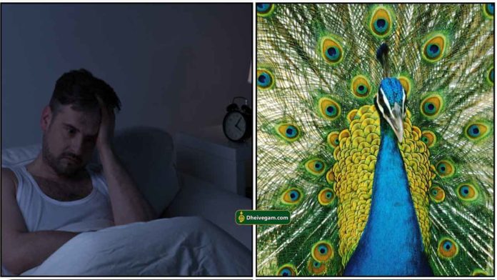 sleepless-peacock