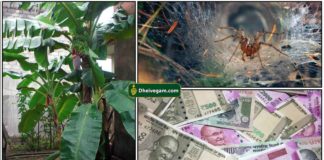 banana-tree-silanthi-valai-cash