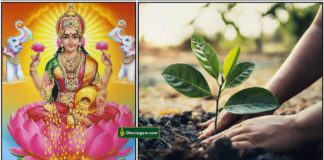 mahalakshmi-planting