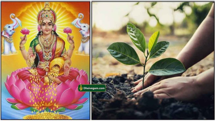 mahalakshmi-planting