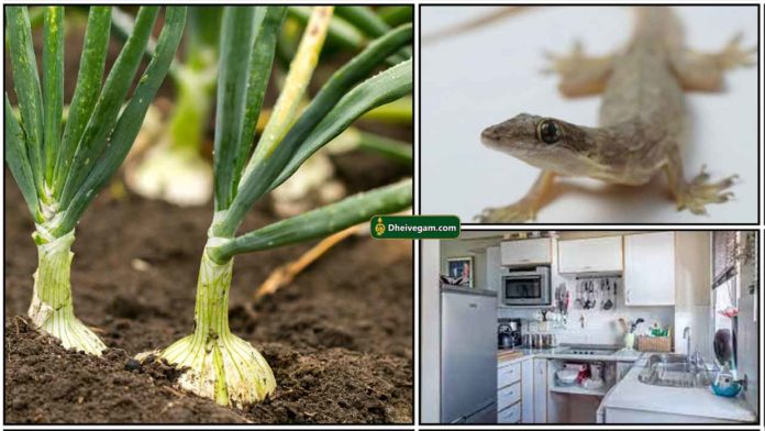 onion-lizard-kitchen