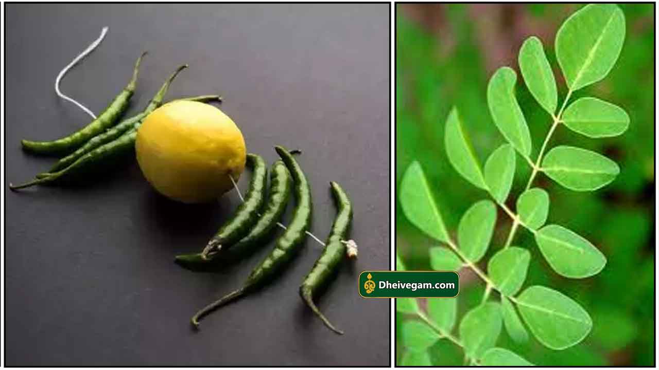 thirusti-murungai-ilai