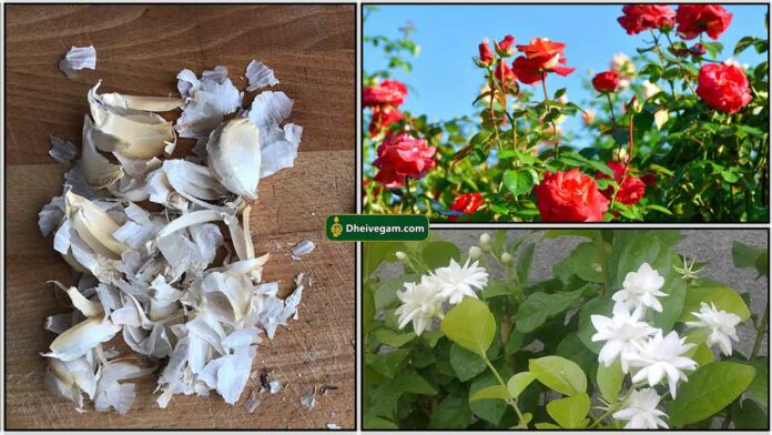 garlic-peel-rose-jasmine