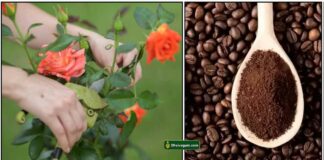 rose-plant-coffee-powder