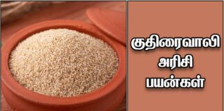 Kuthiraivali rice benefits Tamil
