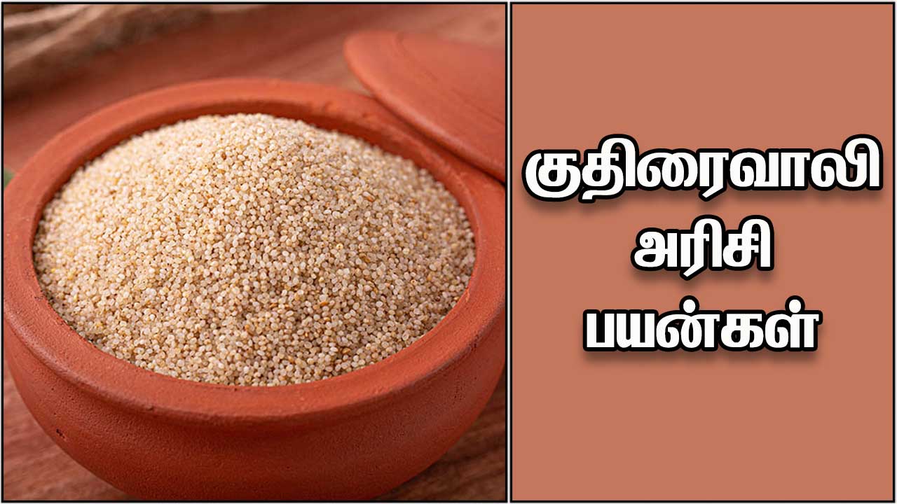 குதிரைவாலி அரிசி பயன்கள் | kuthiraivali rice benefits in tamil