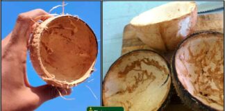 cocout-shell4
